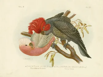 Cacatua dal petto rosa, 1891